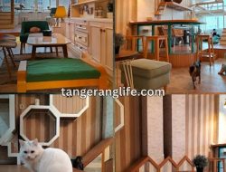 9 Cafe Kucing Terbaik di Tangerang untuk Penggemar Kucing