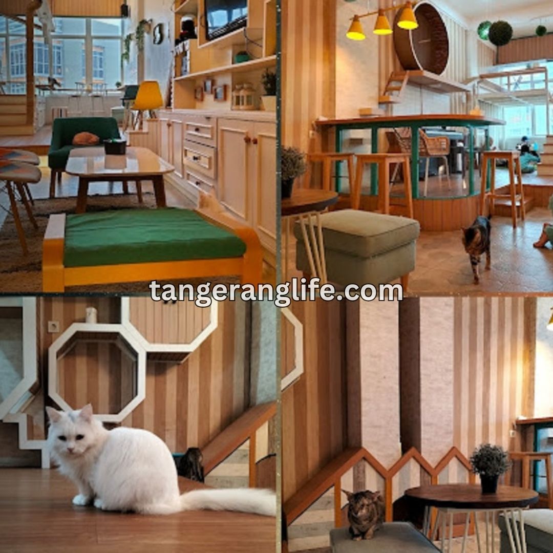 Cafe Kucing Terbaik di Tangerang