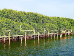 Keindahan Hutan Mangrove Pantai Pasir Keajaiban Alam