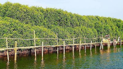 Keindahan Hutan Mangrove Pantai Pasir Keajaiban Alam