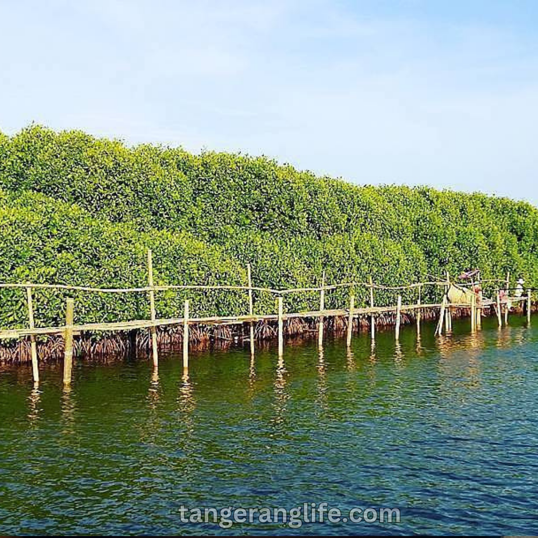 Keindahan Hutan Mangrove Pantai Pasir Keajaiban Alam