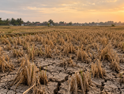 Ratusan Hektare Sawah Tangerang Puso Terancam Akibat Kemarau Panjang